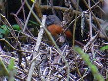 Rufous-breasted Spinetail